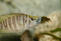 Altolamprologus calvus äter duboisi