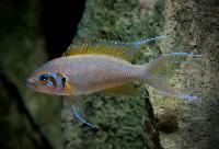 Neolamprologus pulcher