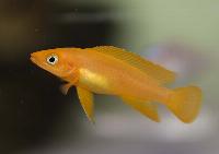Neolamprologus leleupi