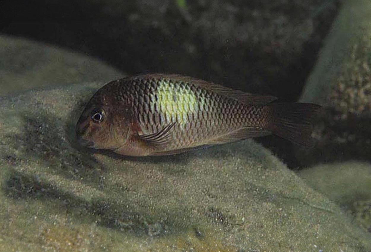 Kapampa moorii, Limespot moorii