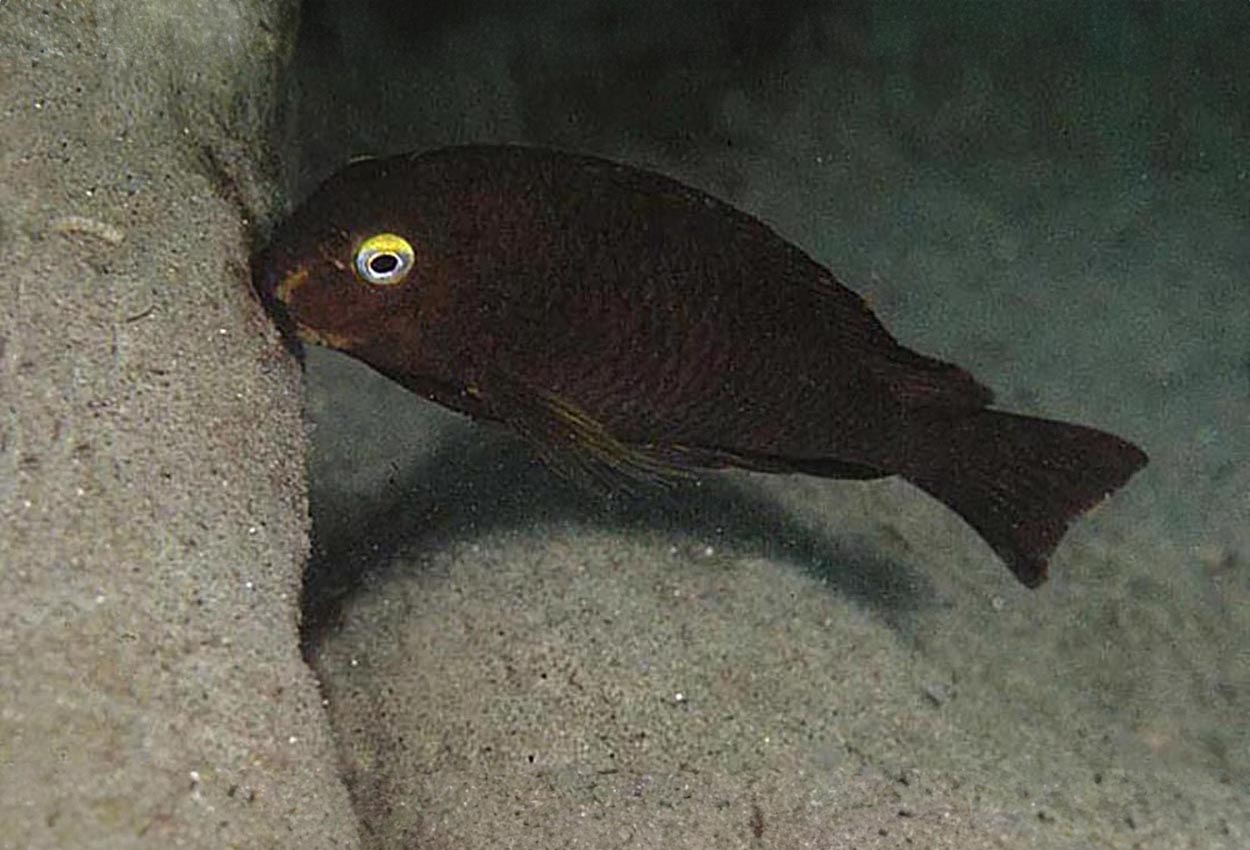 Cap Tembwe brichardi