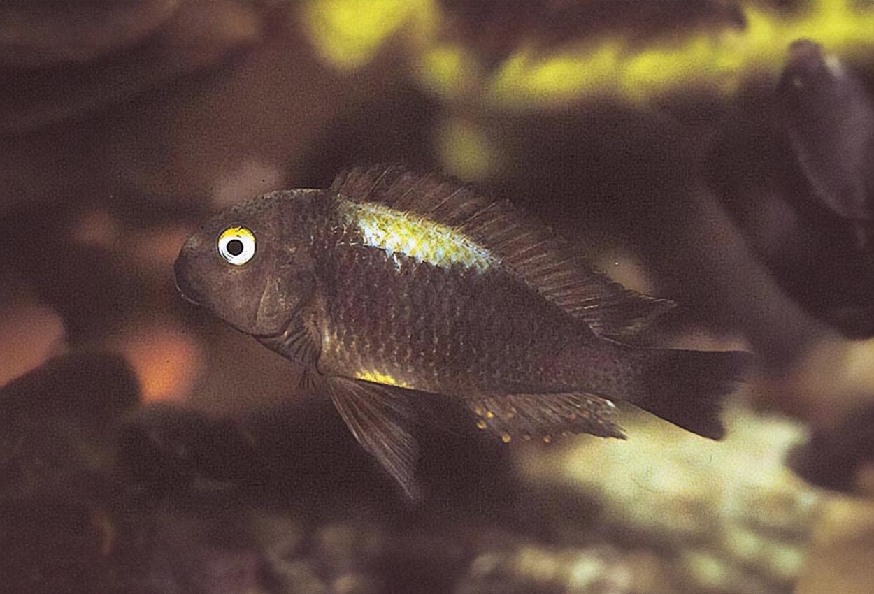 Nyanza Lac-brichardi, sal-moorii