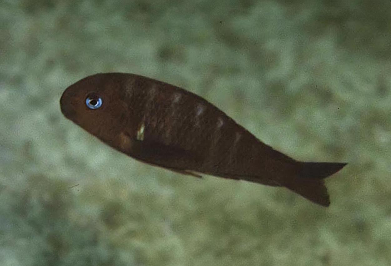 Kapemba brichardi