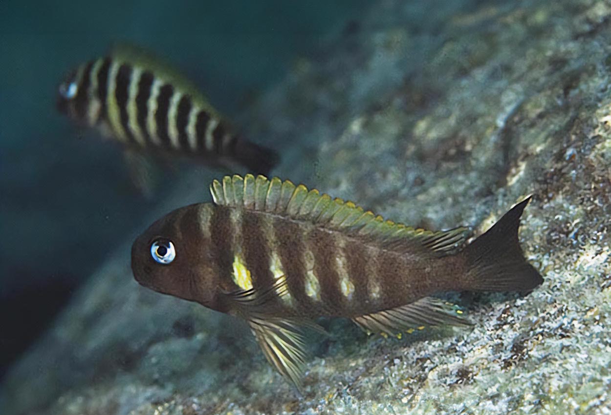 Ulwile brichardi, Kipili brichardi