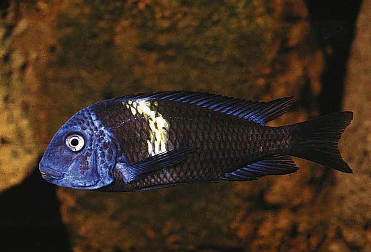 Hvitbåndet Kigoma duboisi