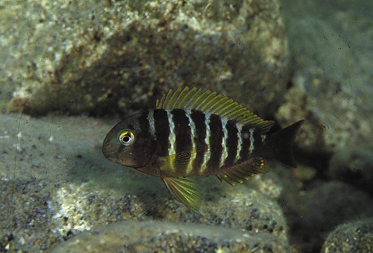 Kavala brichardi