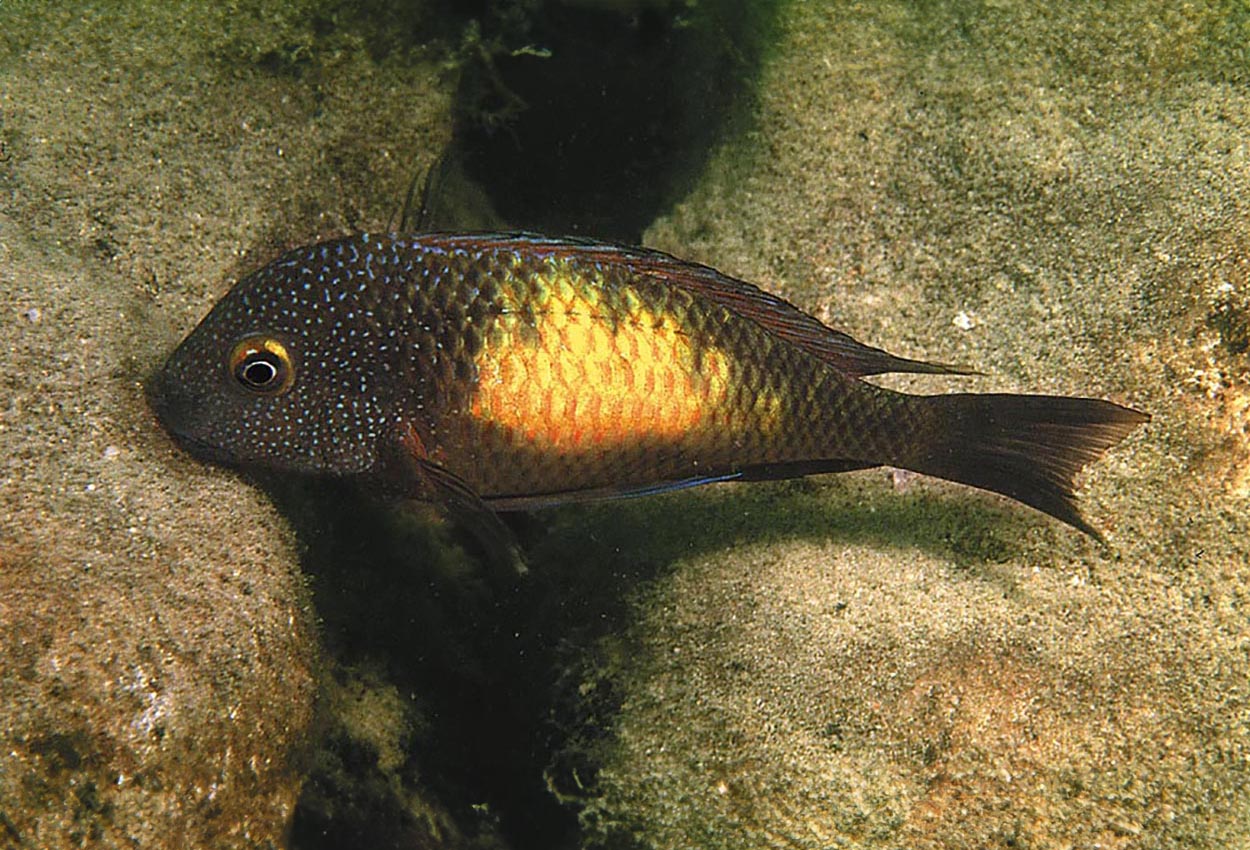 Mpulungu-moorii 