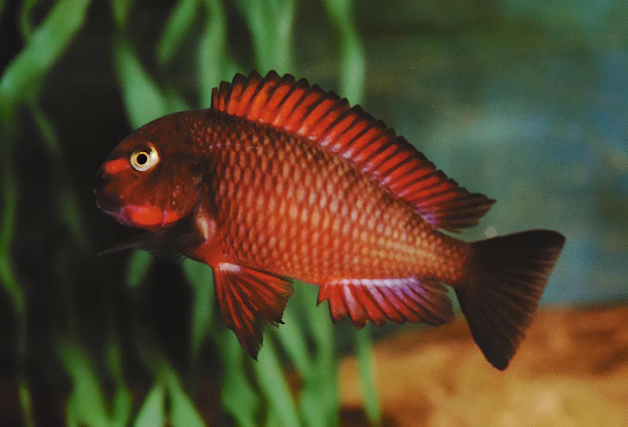 Chimba-moorii, Red moorii