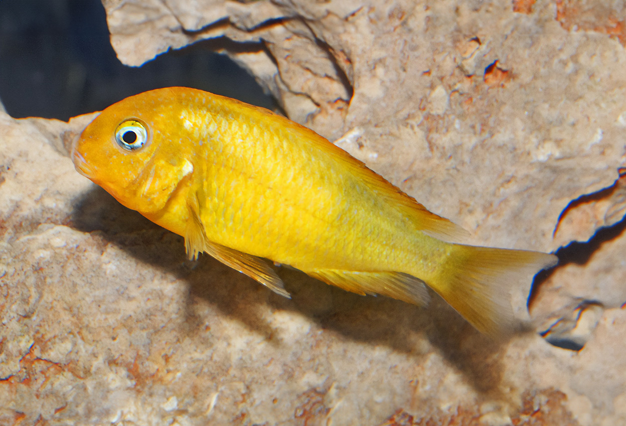 Gylden kiriza
