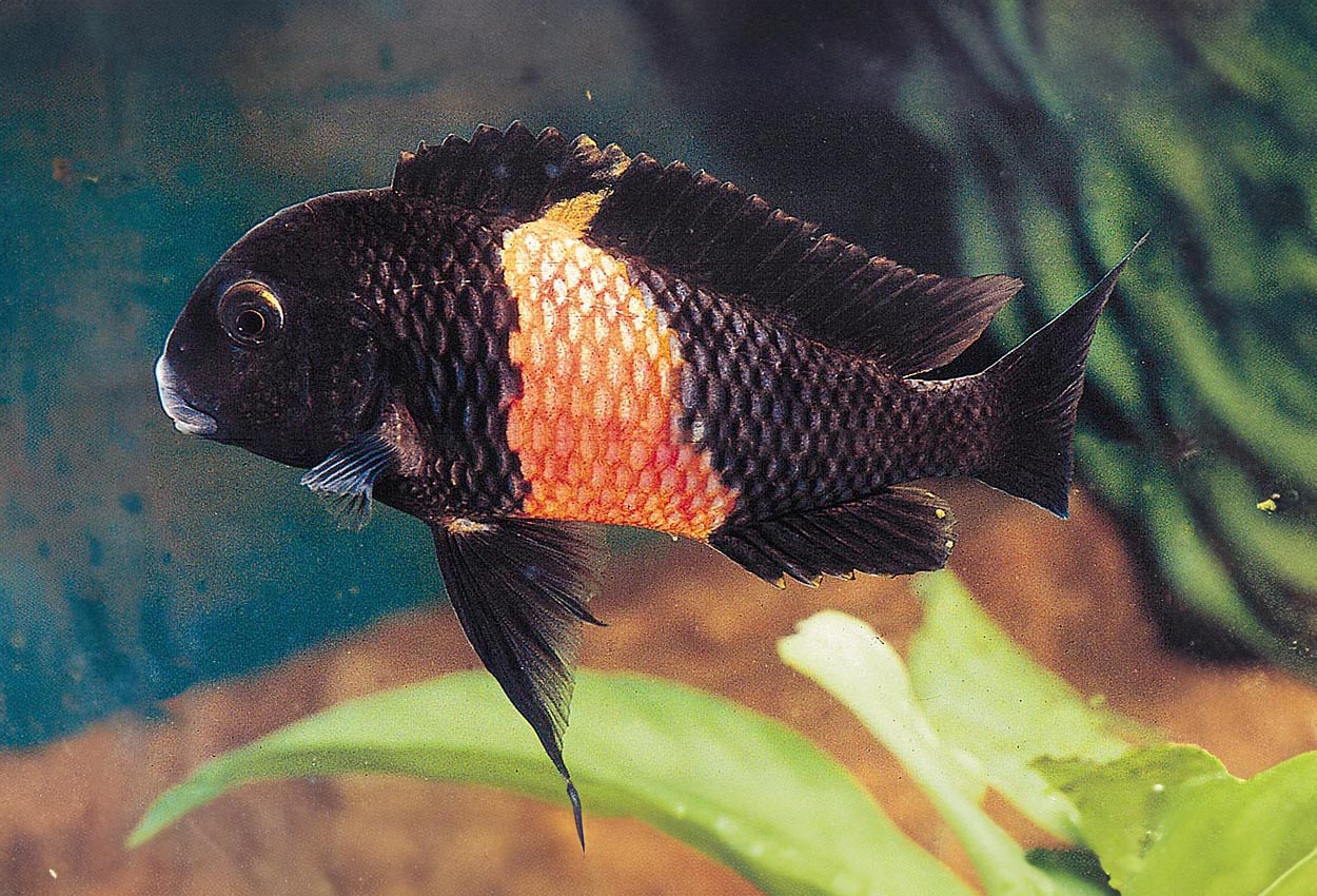 Pemba/Bemba/oransje-moorii.