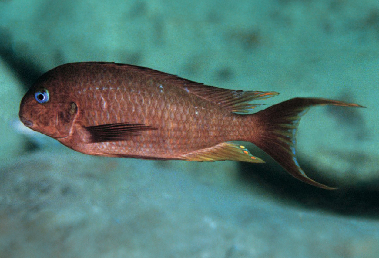 Karilani's Pennant/Pyrenees-tailed Moorii