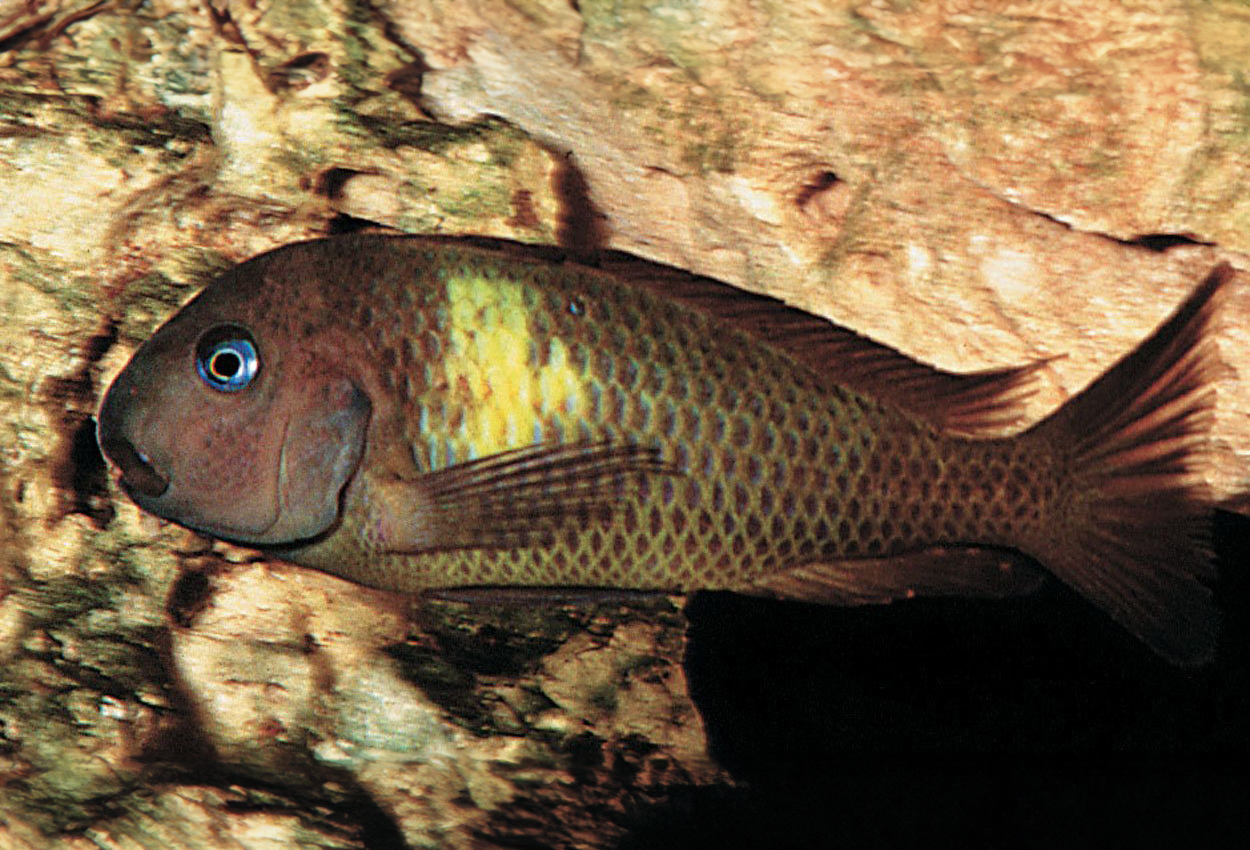 Cape Kabogo brichardi