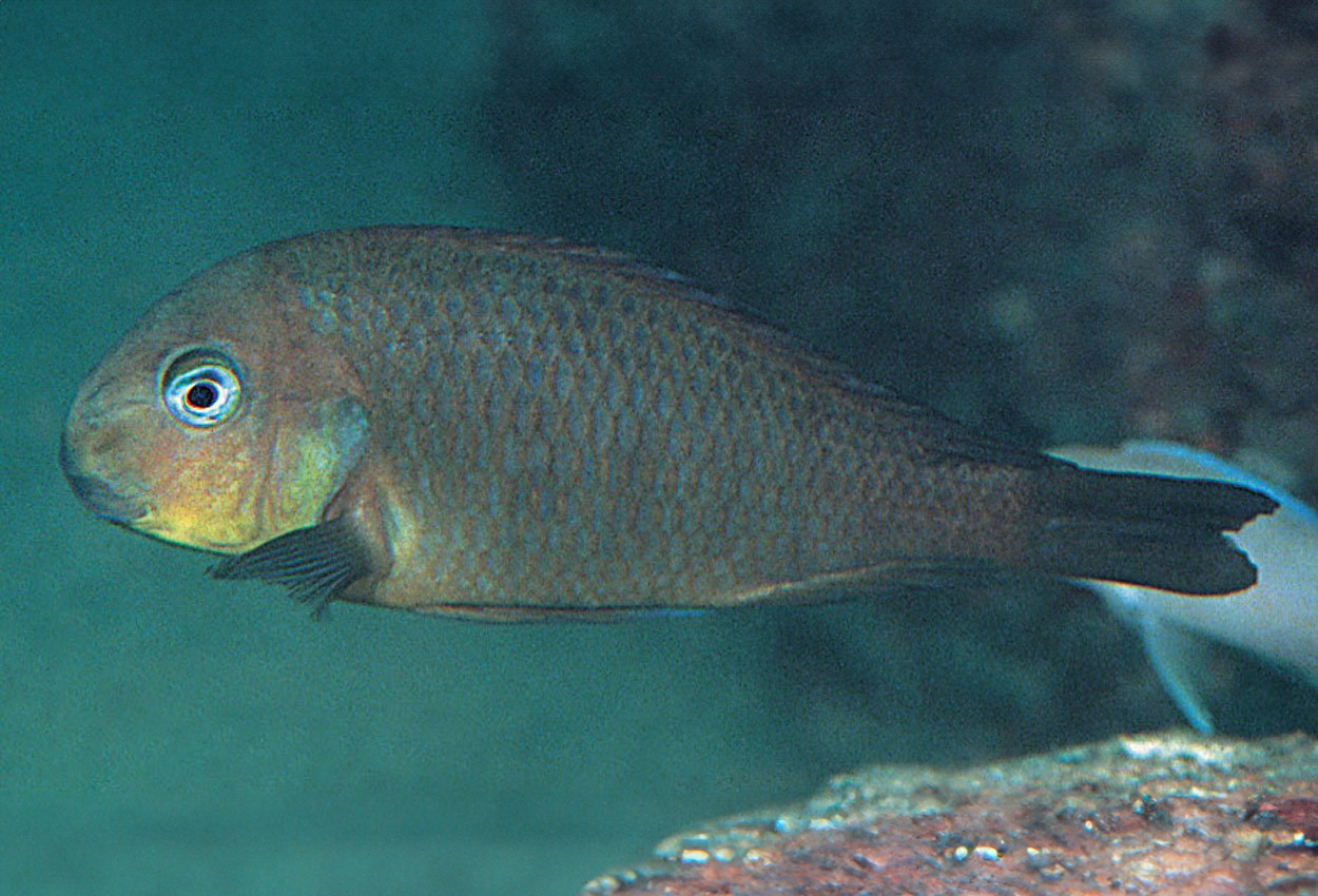 Mtosi brichardi