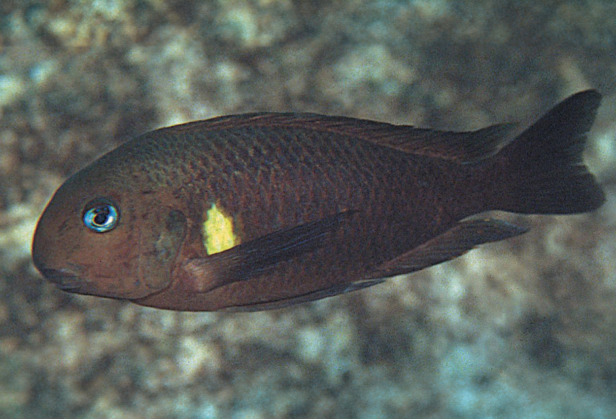 Kibige brichardi