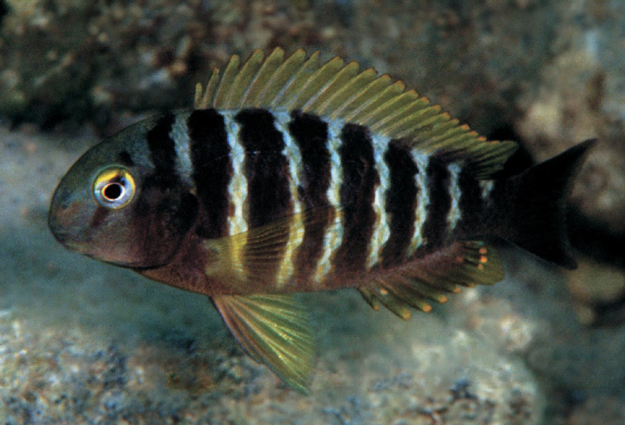 Kibige brichardi