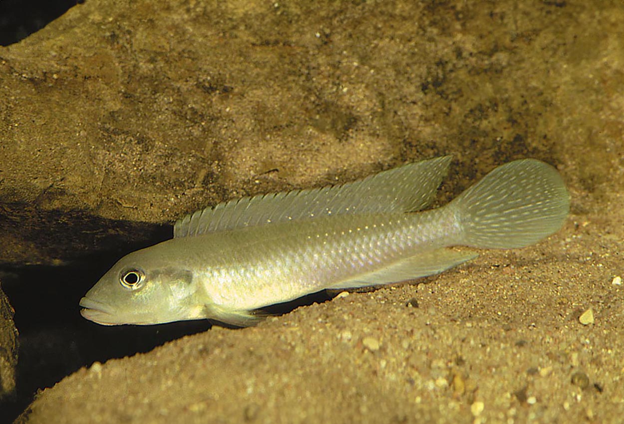 Kongo lamprologus