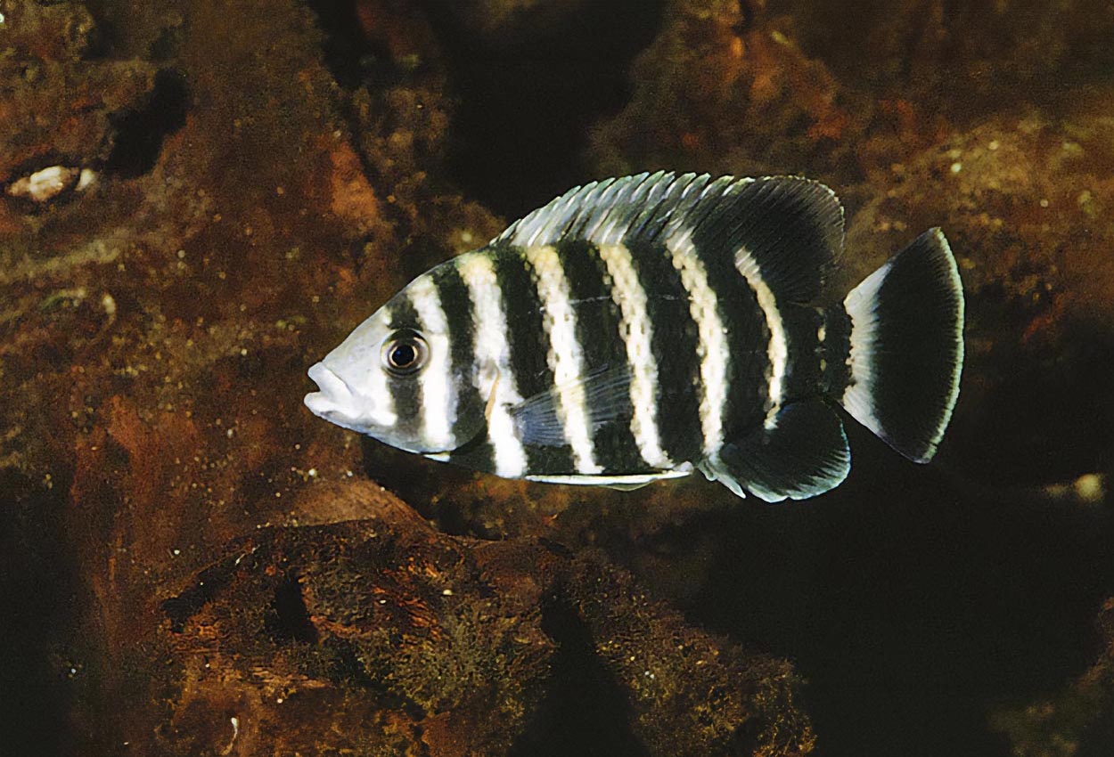 Sebra tilapia