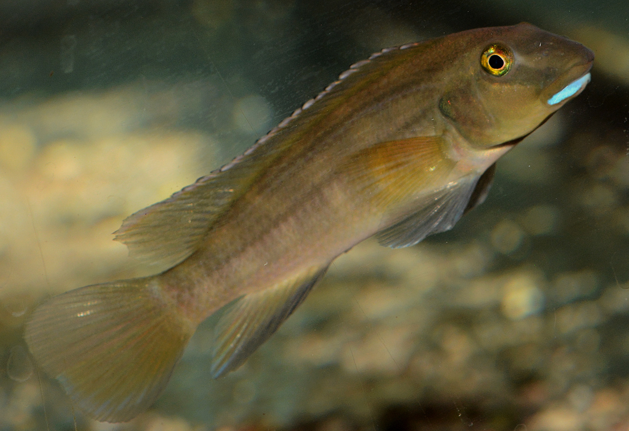 Steatocranus irvinei