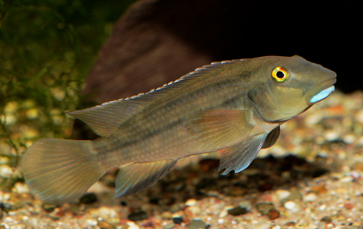Steatocranus irvinei