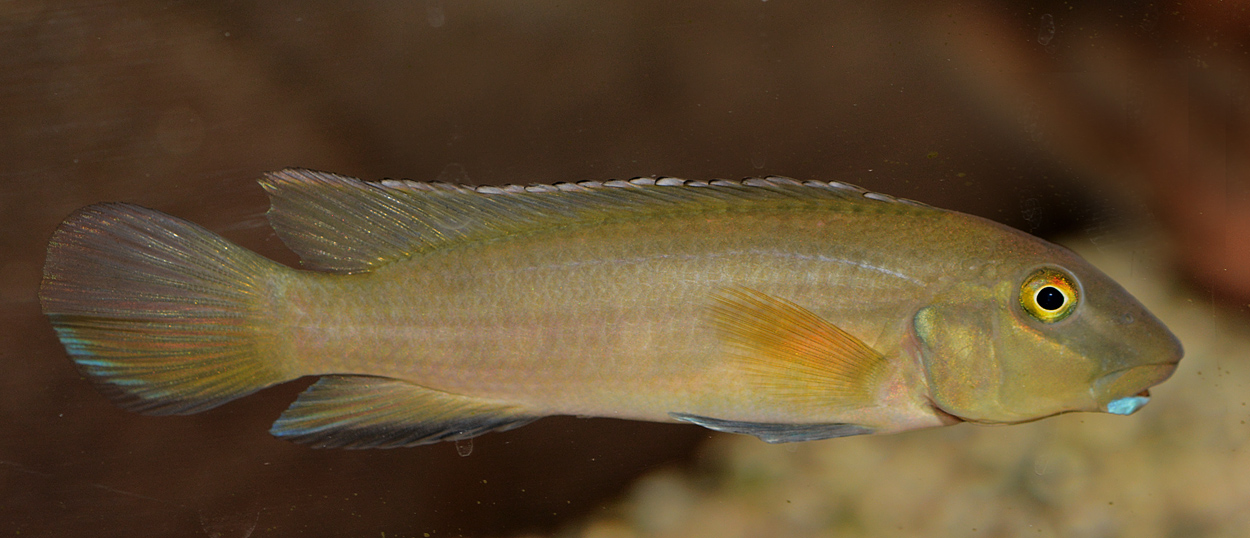 Steatocranus irvinei