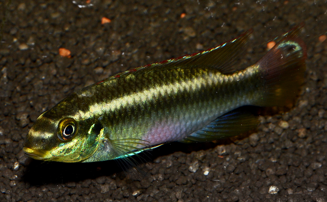 Pelvicachromis sacrimontis 