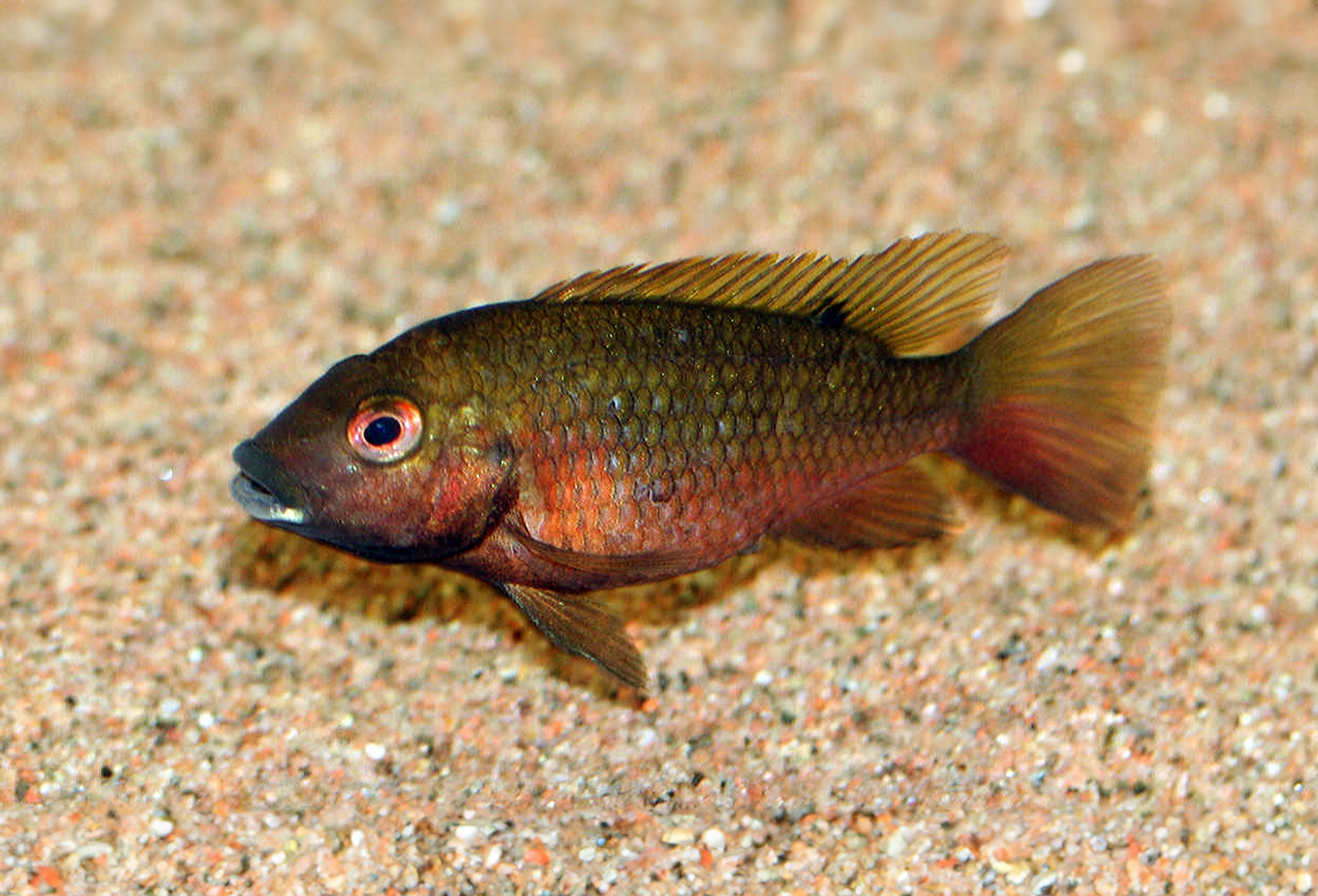 Berminsjøen tilapia