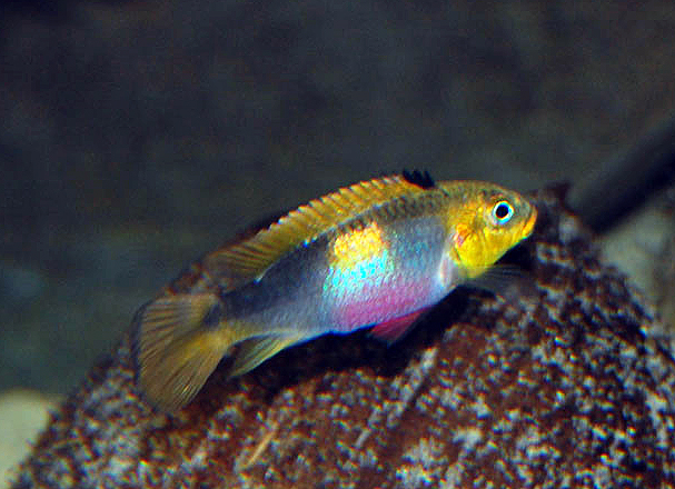 Pelvicachromis taeniatus, Wouri