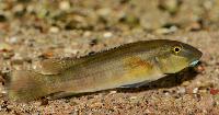 <i>Steatocranus irvinei</i>
