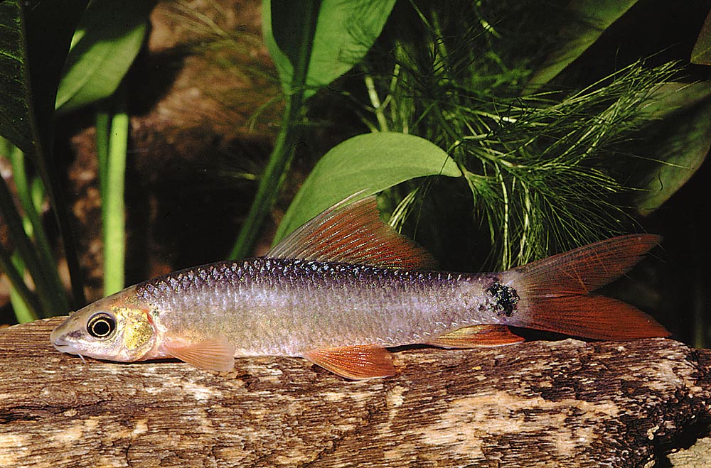 Epalzeorhynchos frenatus