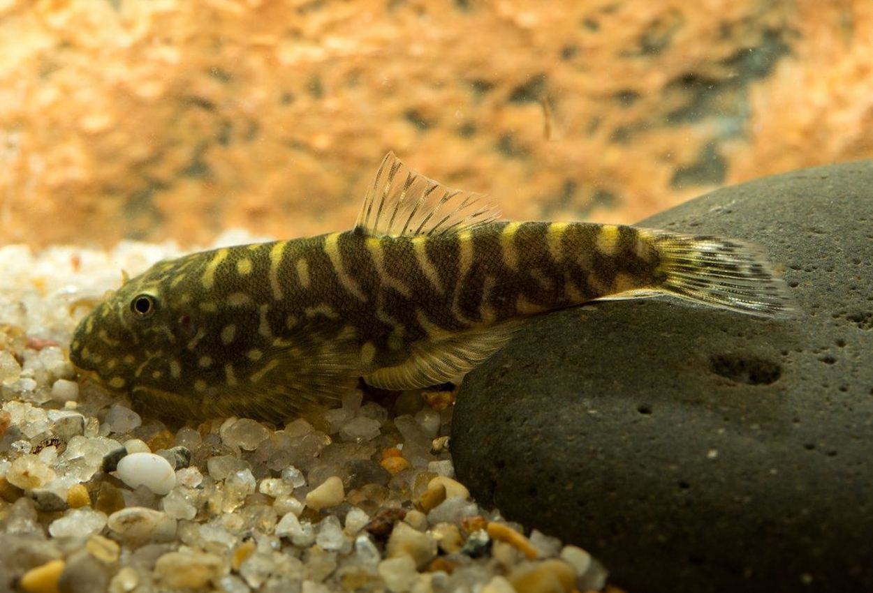 Sebra/stripet grønnling, sebra gastromyzon