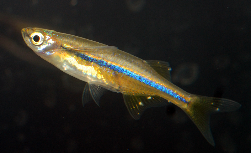 Laubuca dadiburjori
