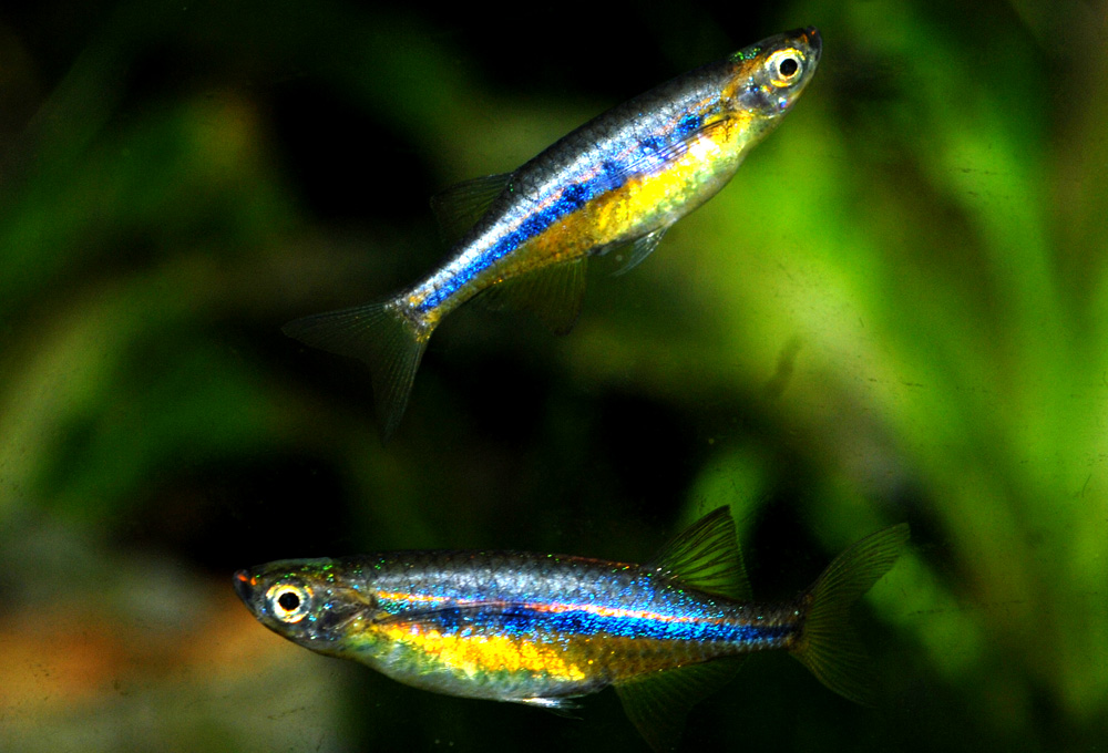Laubuca dadiburjori