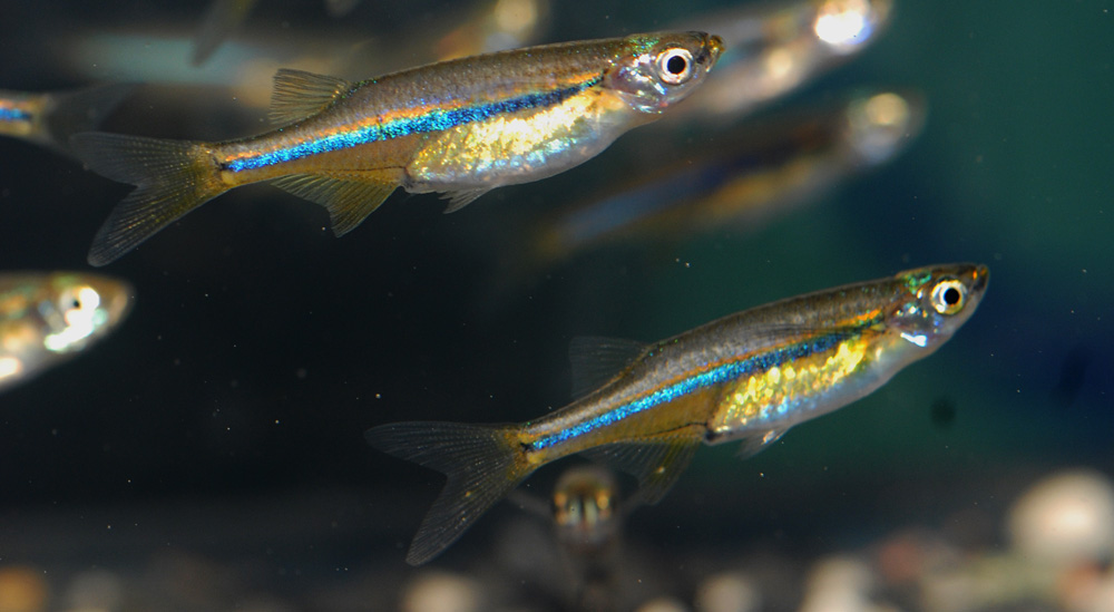 Laubuca dadiburjori
