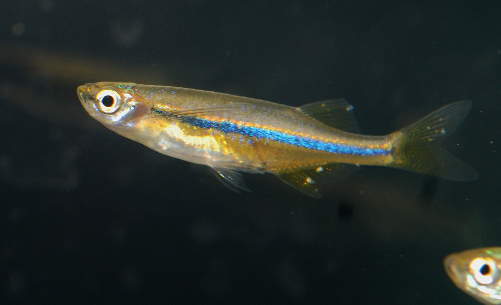 Laubuca dadiburjori