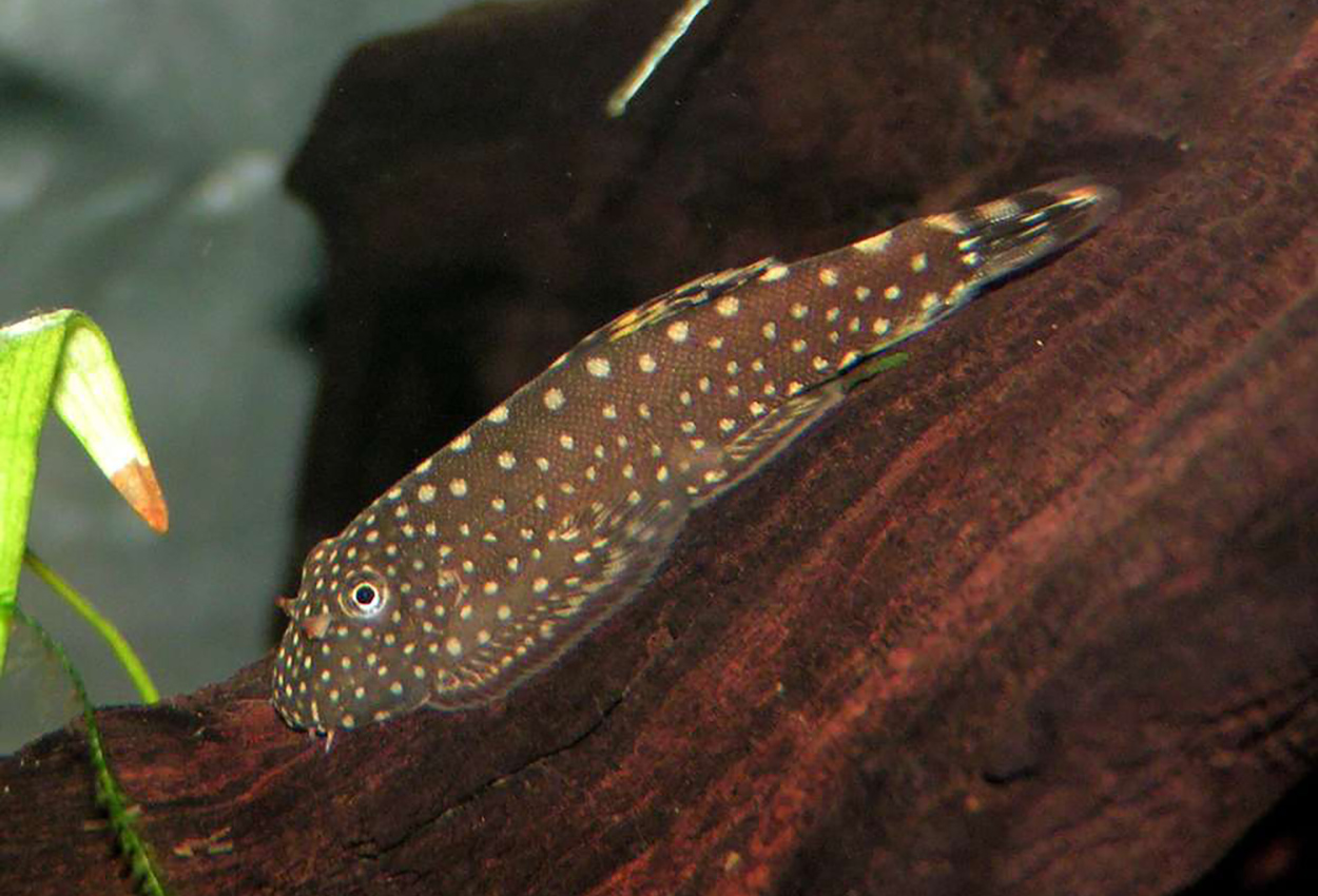 Borneosug, flekket grønnling, flekket kina pleco