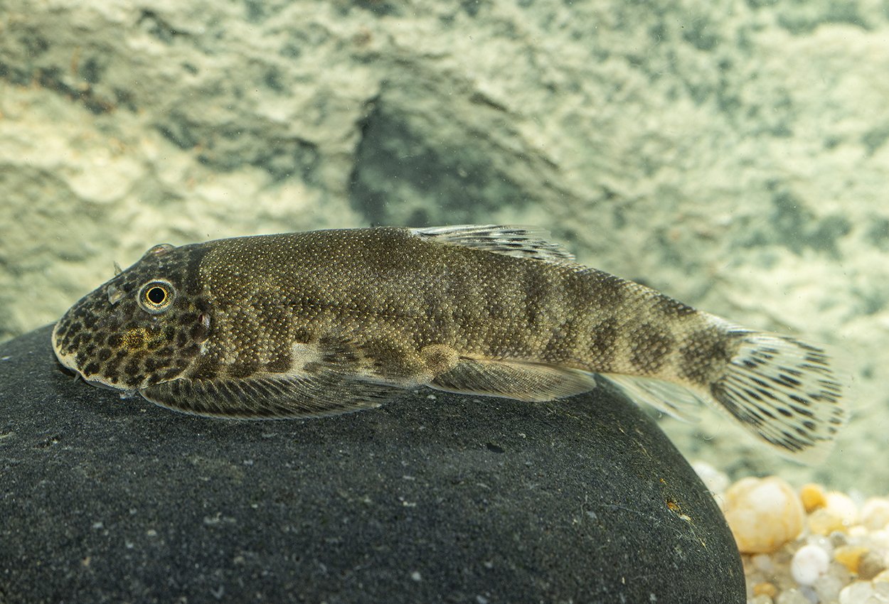 Gastromyzon sp. retikulert