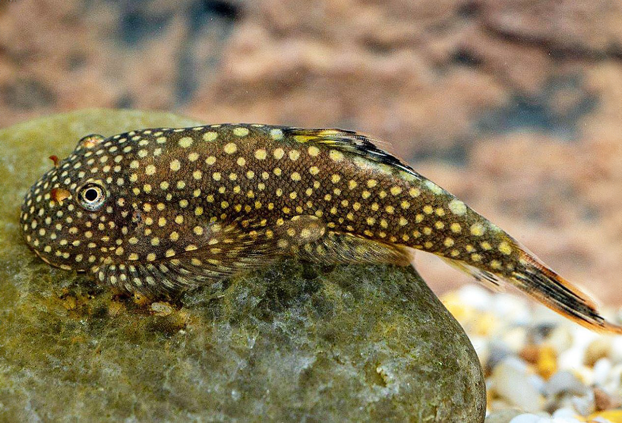 Flekket borneo-pleco/grønnling