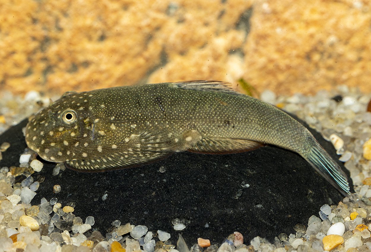 Gastromyzon sp. NK01 Blue Tail
