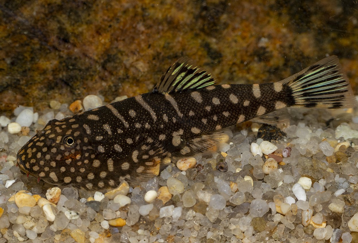 Gastromyzon sp. Dobbeltblått