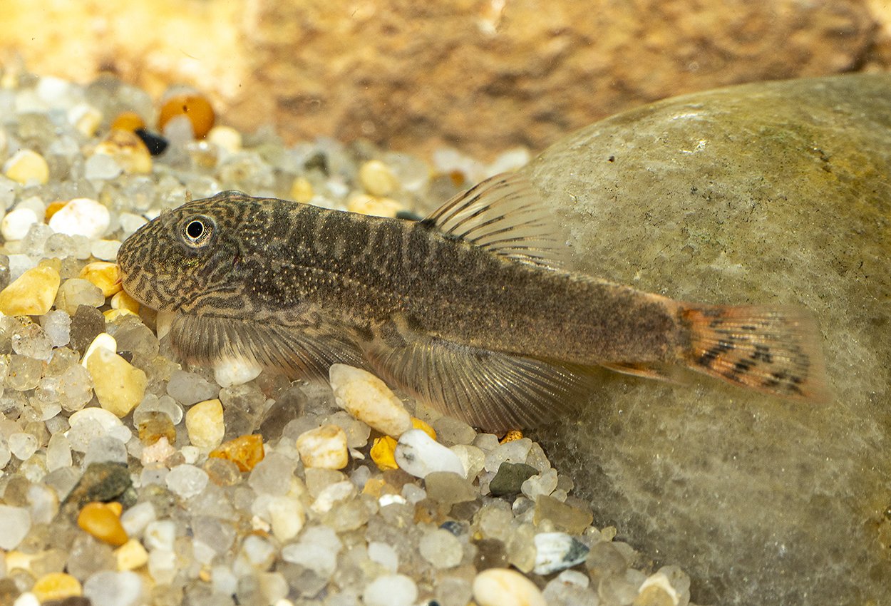 Gastromyzon sp. Rød djevel