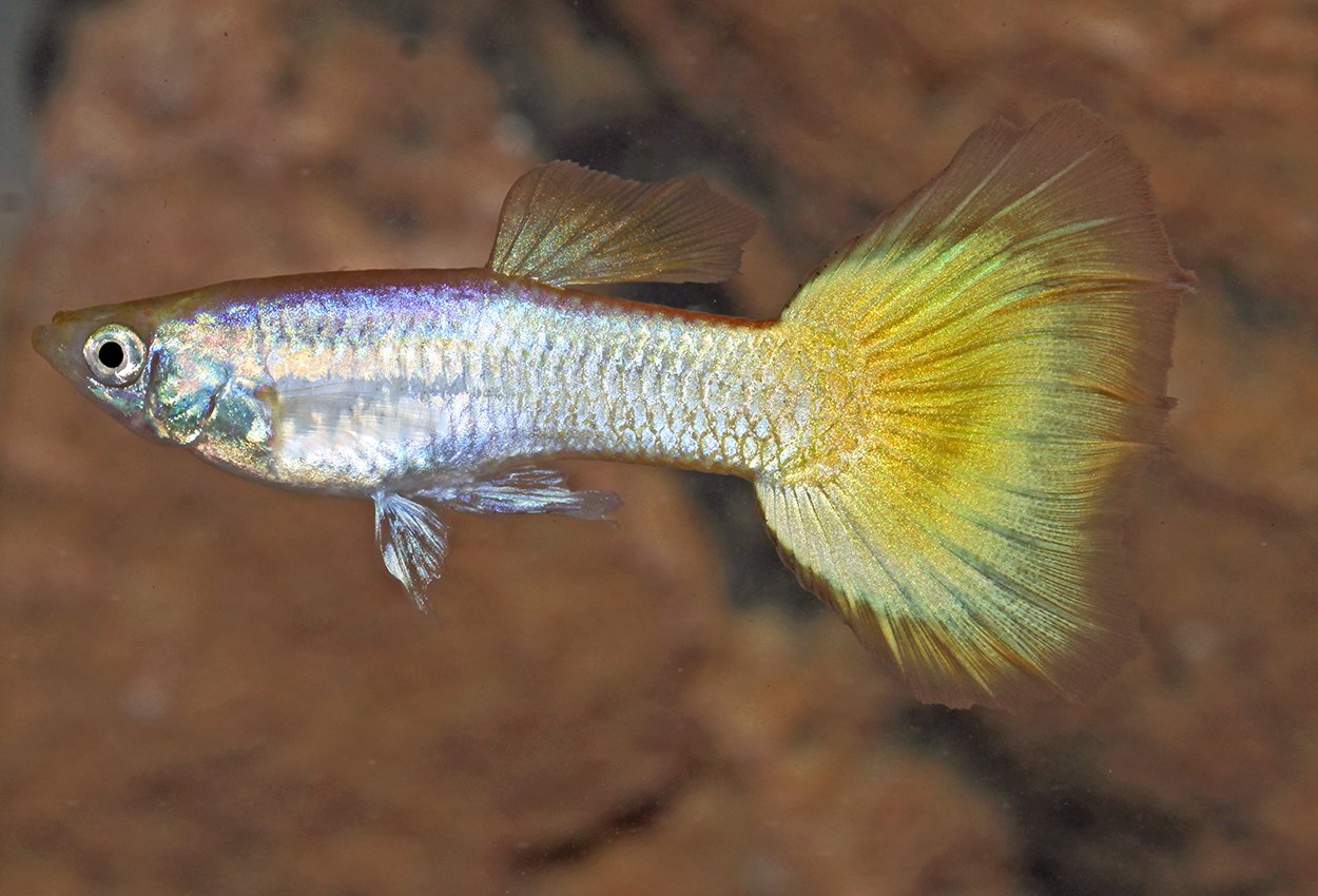 Guppy gul neon hann