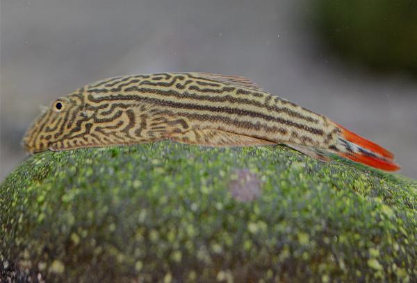 Gastromyzon sp. dobbelt rød hale