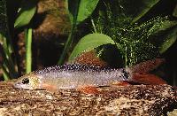 <i>Epalzeorhynchos frenatus</i>