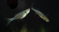 <i>Laubuca dadiburjori</i>