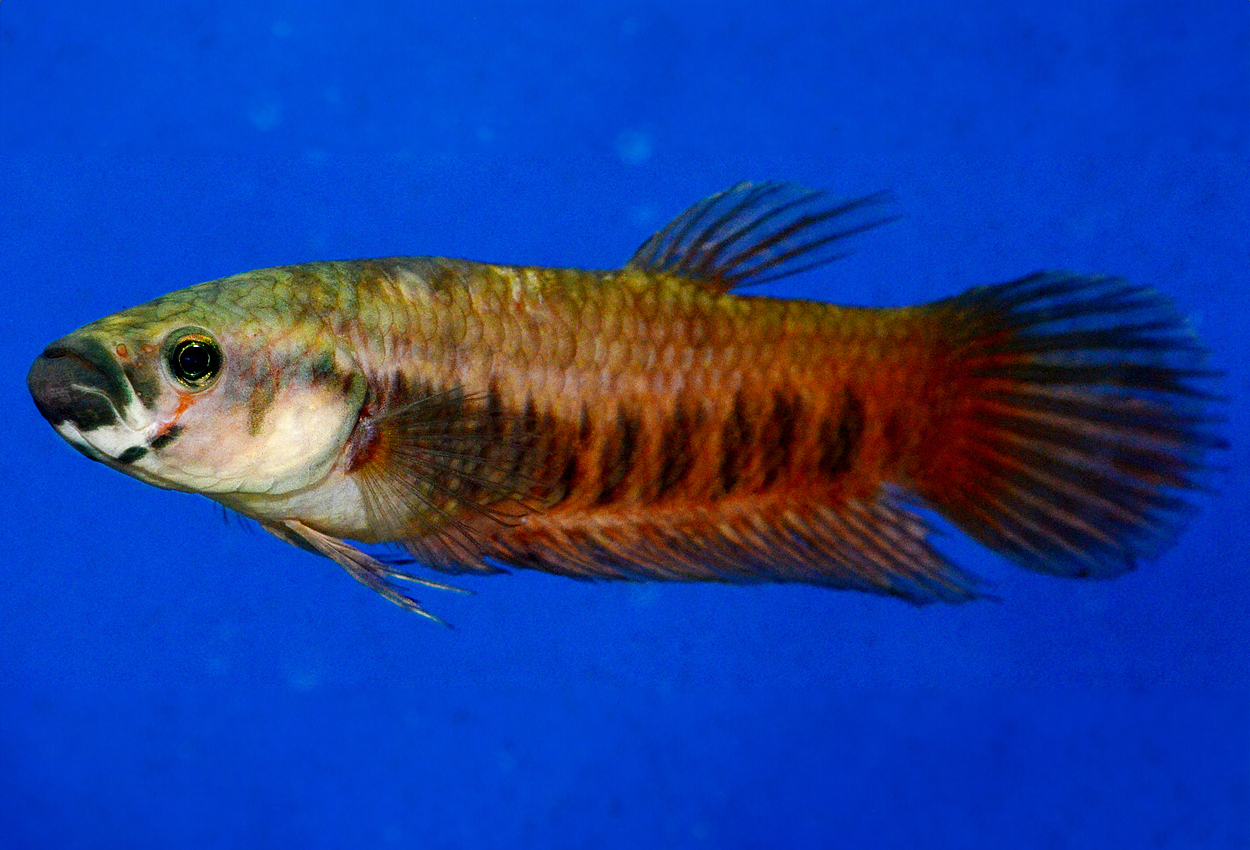 Patotibetta