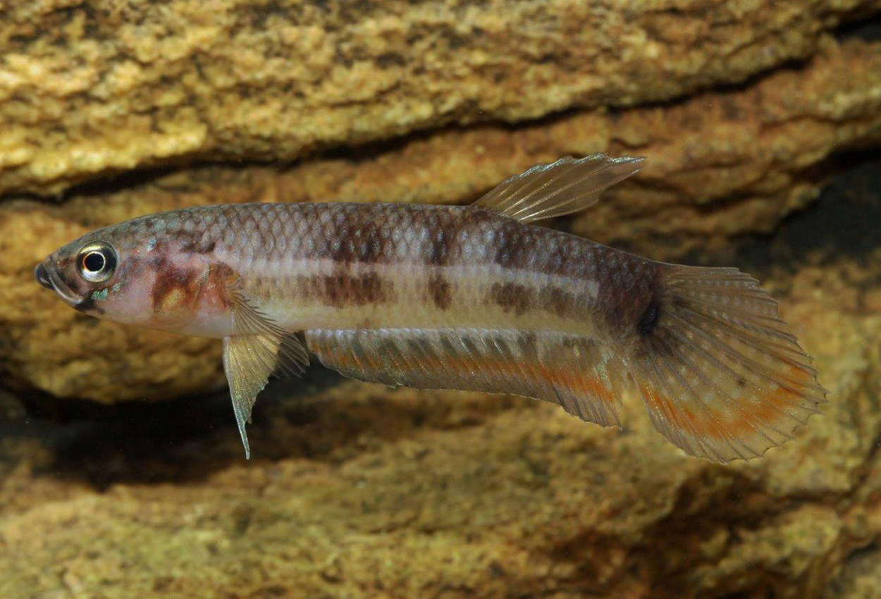 Compuncta betta