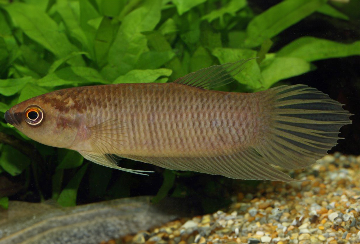 Giant/perle betta, stor Borneo kampfisk