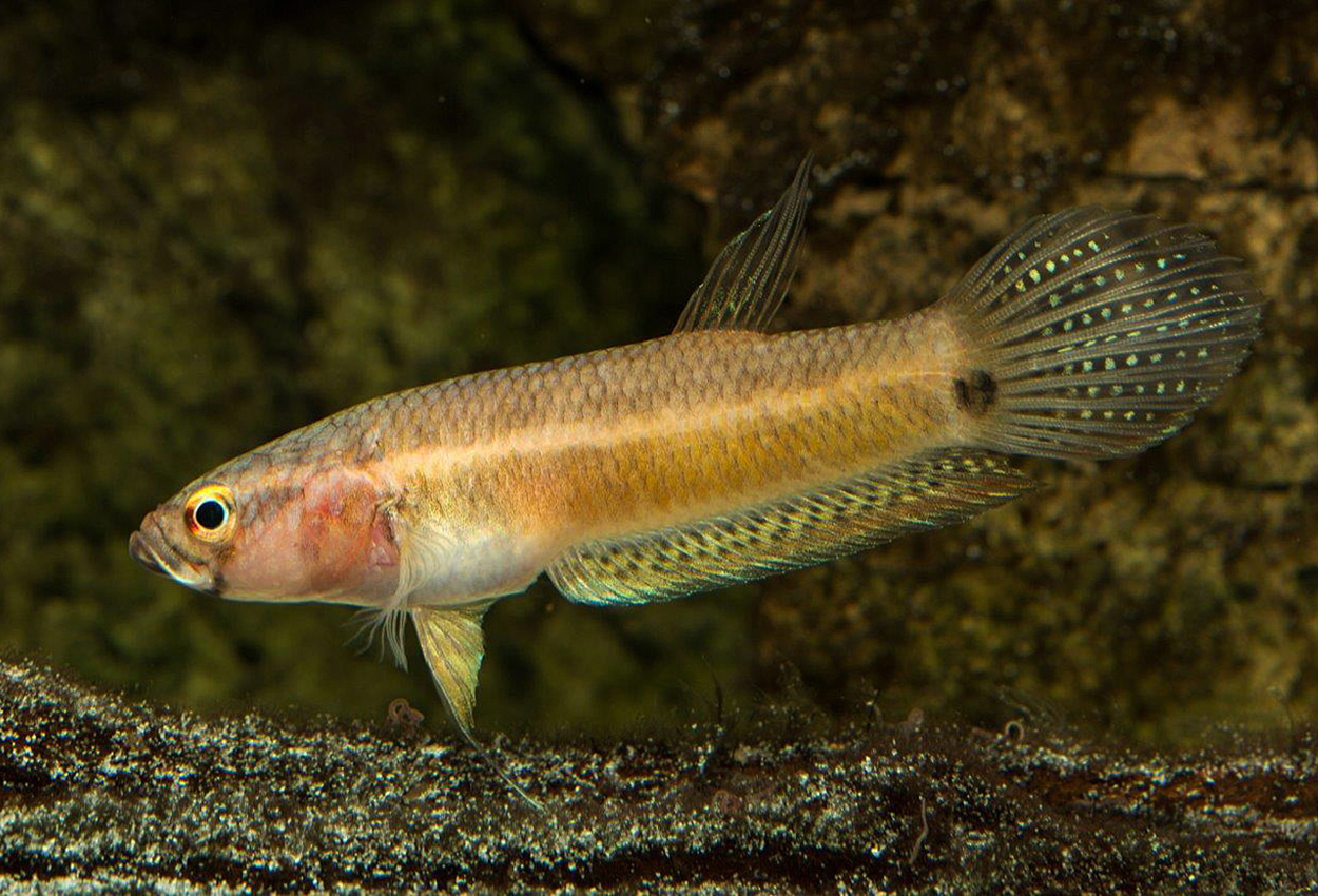 Enflekket betta 