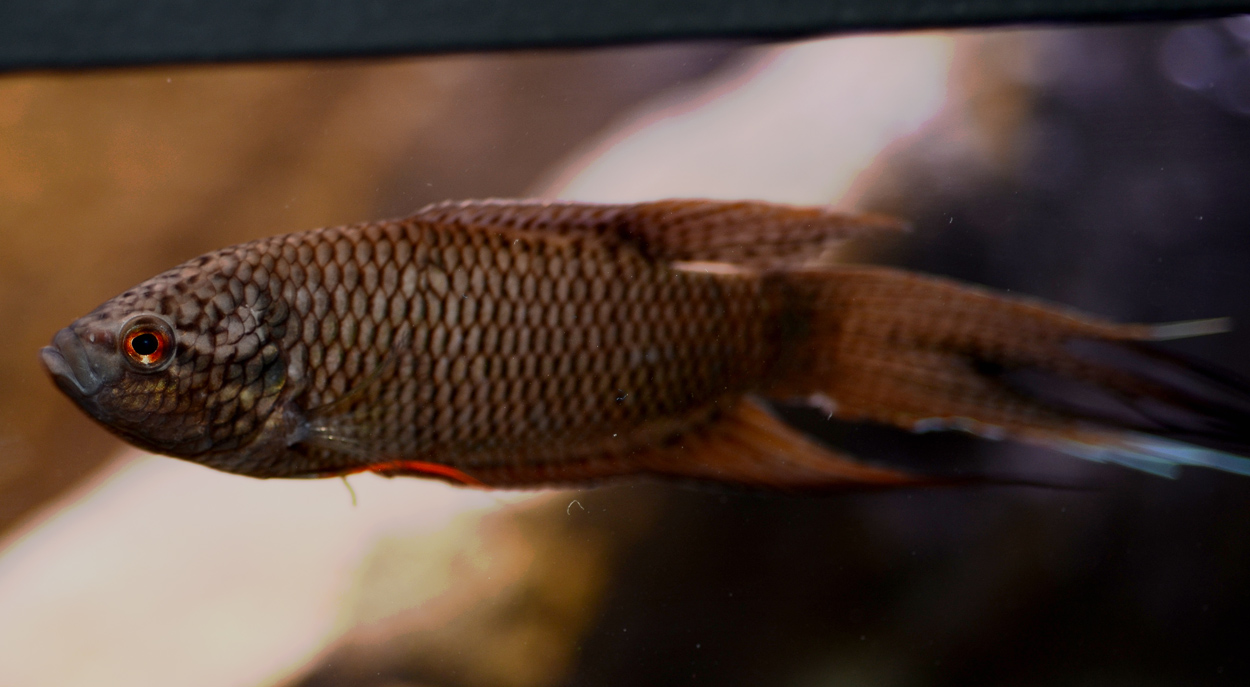 Macropodus spechti f.d. M.concolor