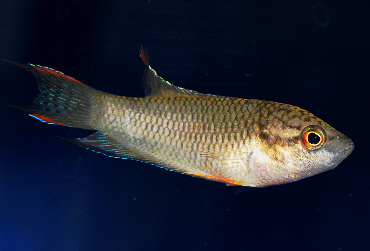 Macropodus spechti f.d. M.concolor